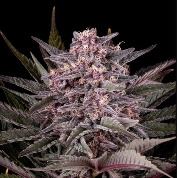 Pink Gelato Seed > Kannabia Seeds | Feminized Cannabis   |  Indica